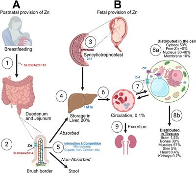 The role of zinc in the premature brain: functions, outcomes and future research perspectives